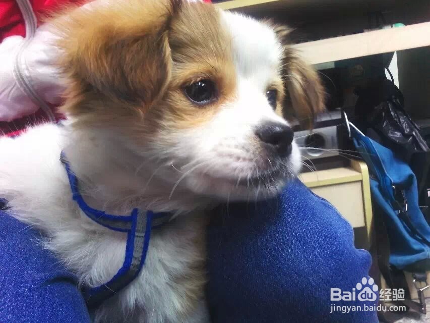 照顾小狗小猫的基本常识