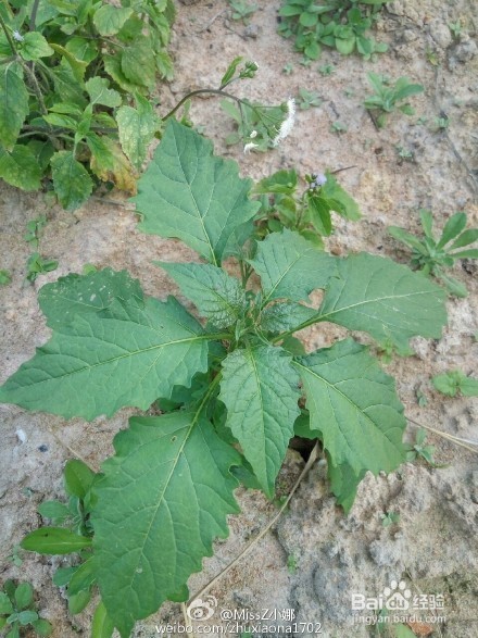 可以吃用的野菜，和它们的功效