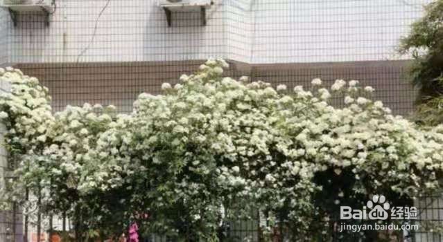 1种花太好养，扔土里就能活，比桂花还香！