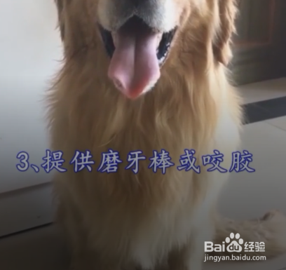 狗狗口臭了，应该怎么办