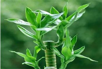 富贵竹如何养护？