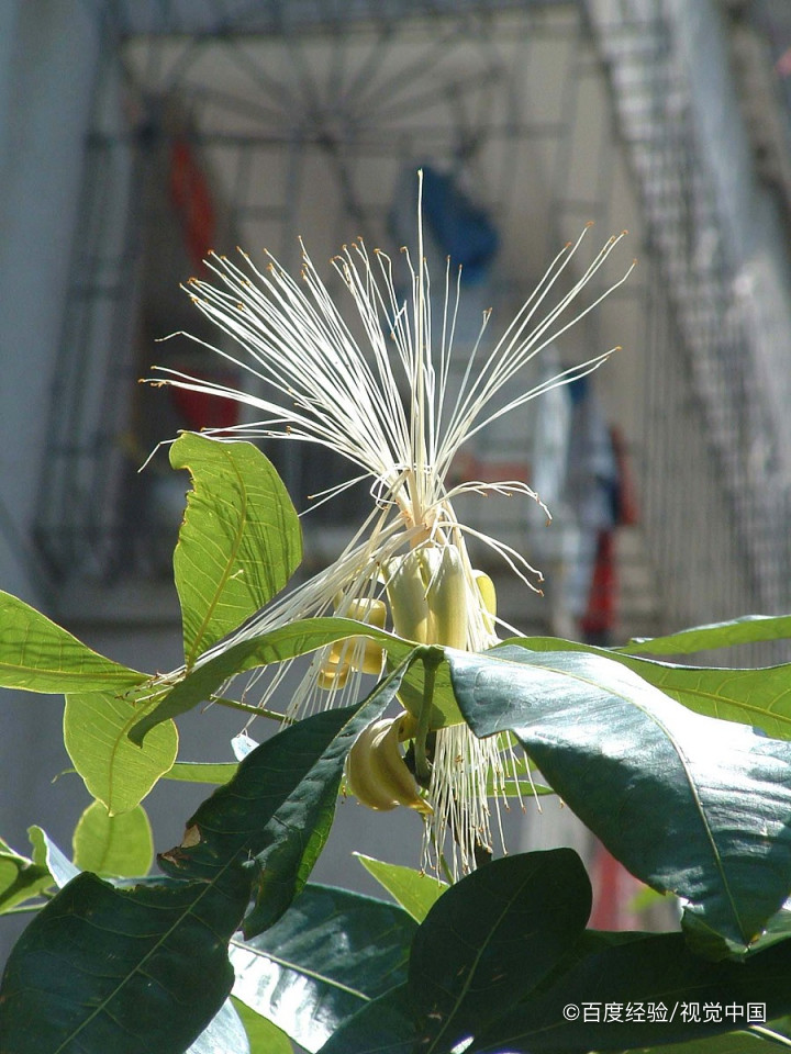 发财树的养殖方法和注意事项盆景怎么修剪