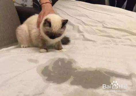 怎么杜绝猫在床上尿