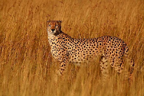 拍摄野生动物需特别注意的技巧