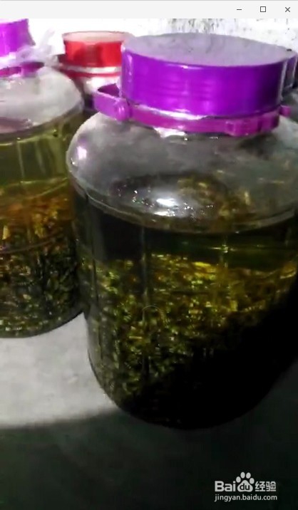 如何自制虎头蜂泡酒