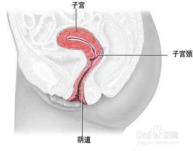 滴虫性阴炎【新】