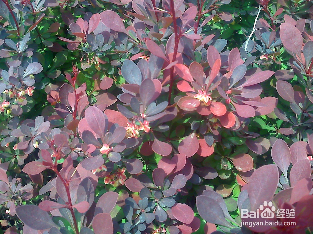 怎样告诉孩子什么是天然的氧吧--9