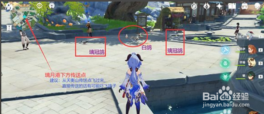原神小动物白鸽捕捉位置攻略