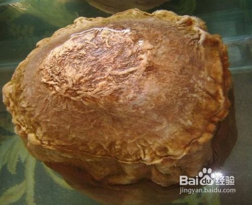 野生肉灵芝保健品中的战斗机