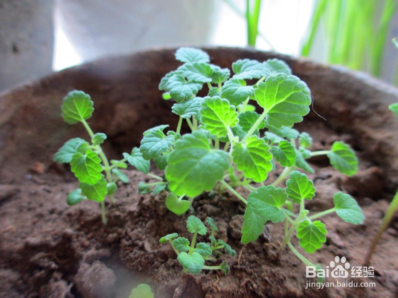 冬日窗台小菜园——柠檬香薄荷