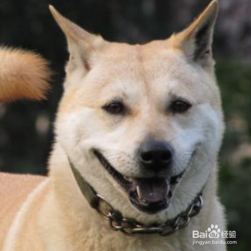 怎么训练狗狗在一个地方上厕所