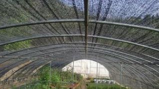 遮阳网覆盖技术在夏季蔬菜花卉生产上的应用