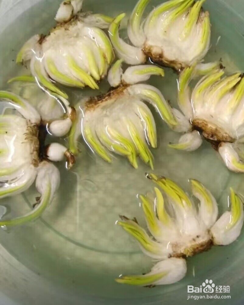 冬天土培水仙花正确养法