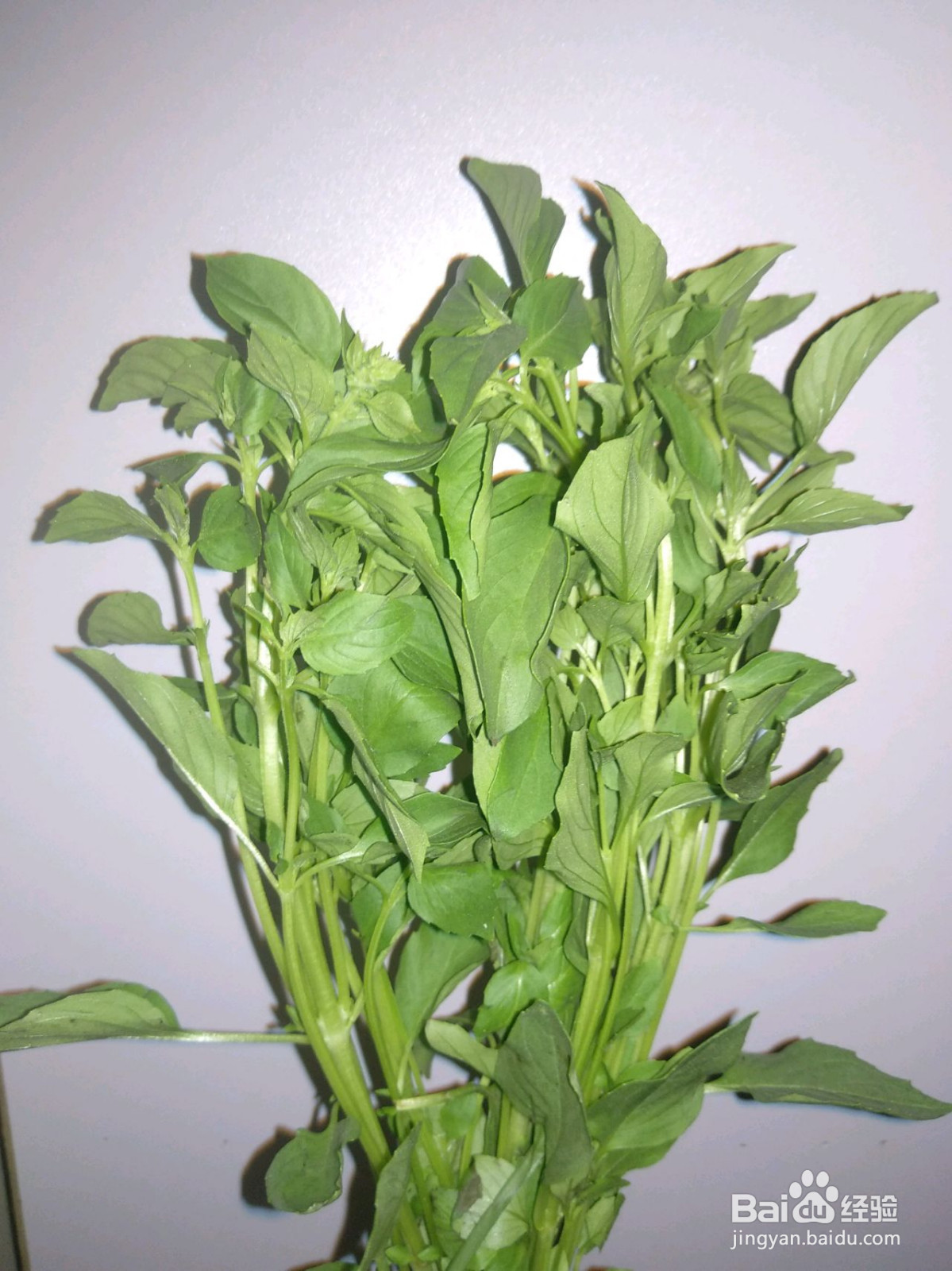 小白都可以做的三杯鸡的做法