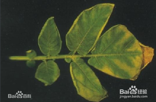 马铃薯晚疫病防治方案