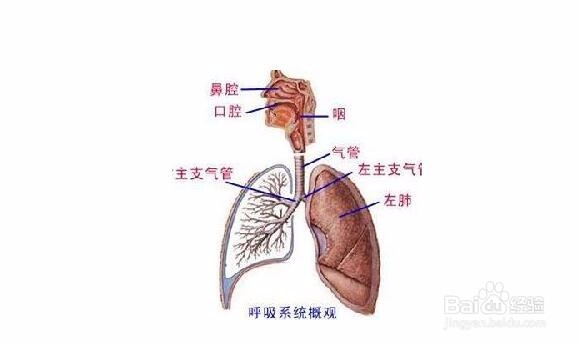 学习人体解剖学专业的技巧
