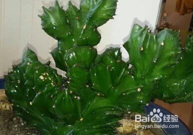 山影拳的养殖方法和注意事项