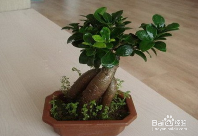 榕树冬天怎么养