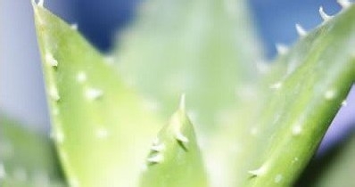 5款超简单补水保湿DIY面膜