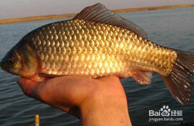 中秋怎么钓大鲫鱼？