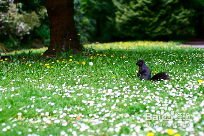 目睹孩子失足落水&喂松鼠（组图）