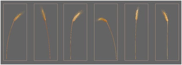 3ds Max制作“唐吉可德”人物教程