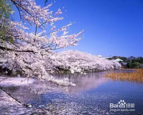 日本东京赏樱旅行5日自由行经典行程及旅游攻略
