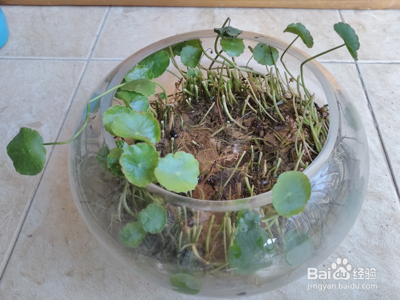 水培铜钱草长的不好怎么办