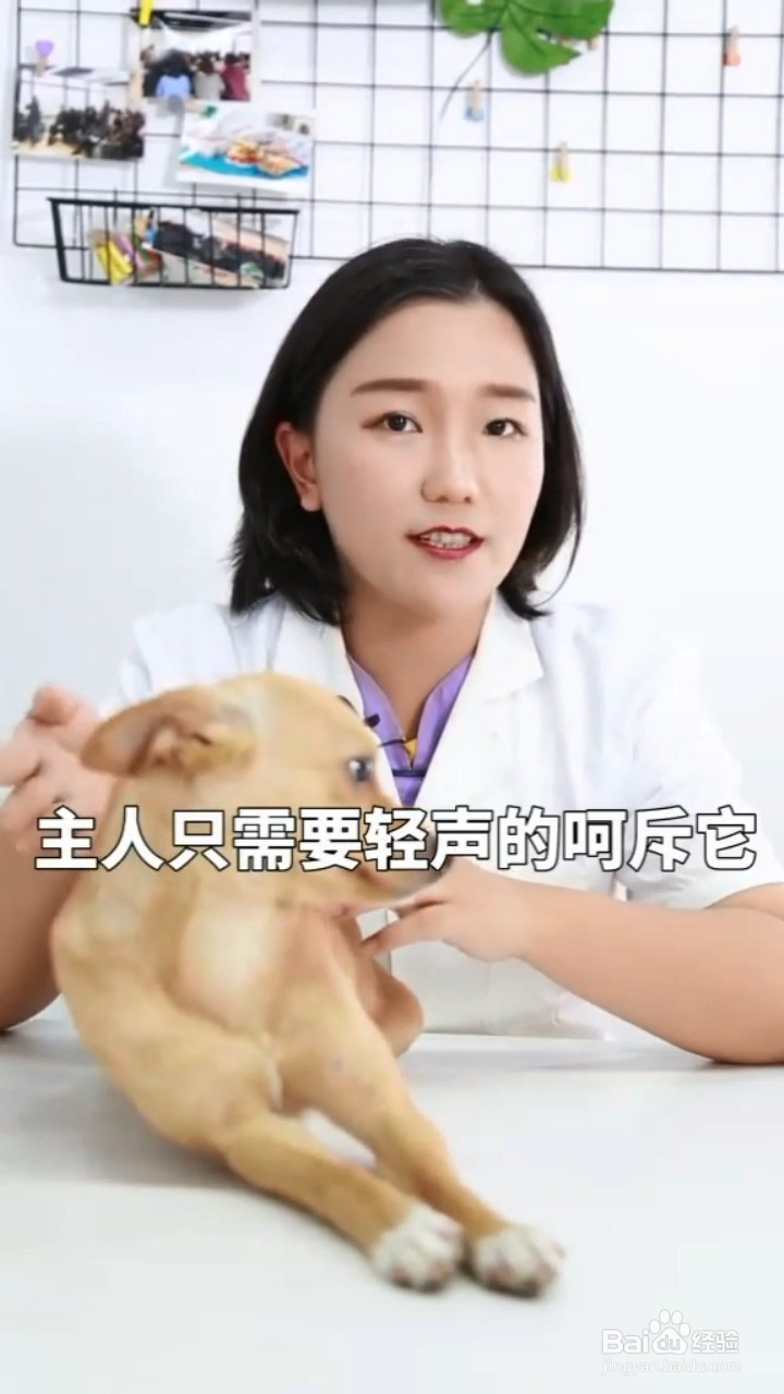 惩罚狗狗有哪些禁忌？