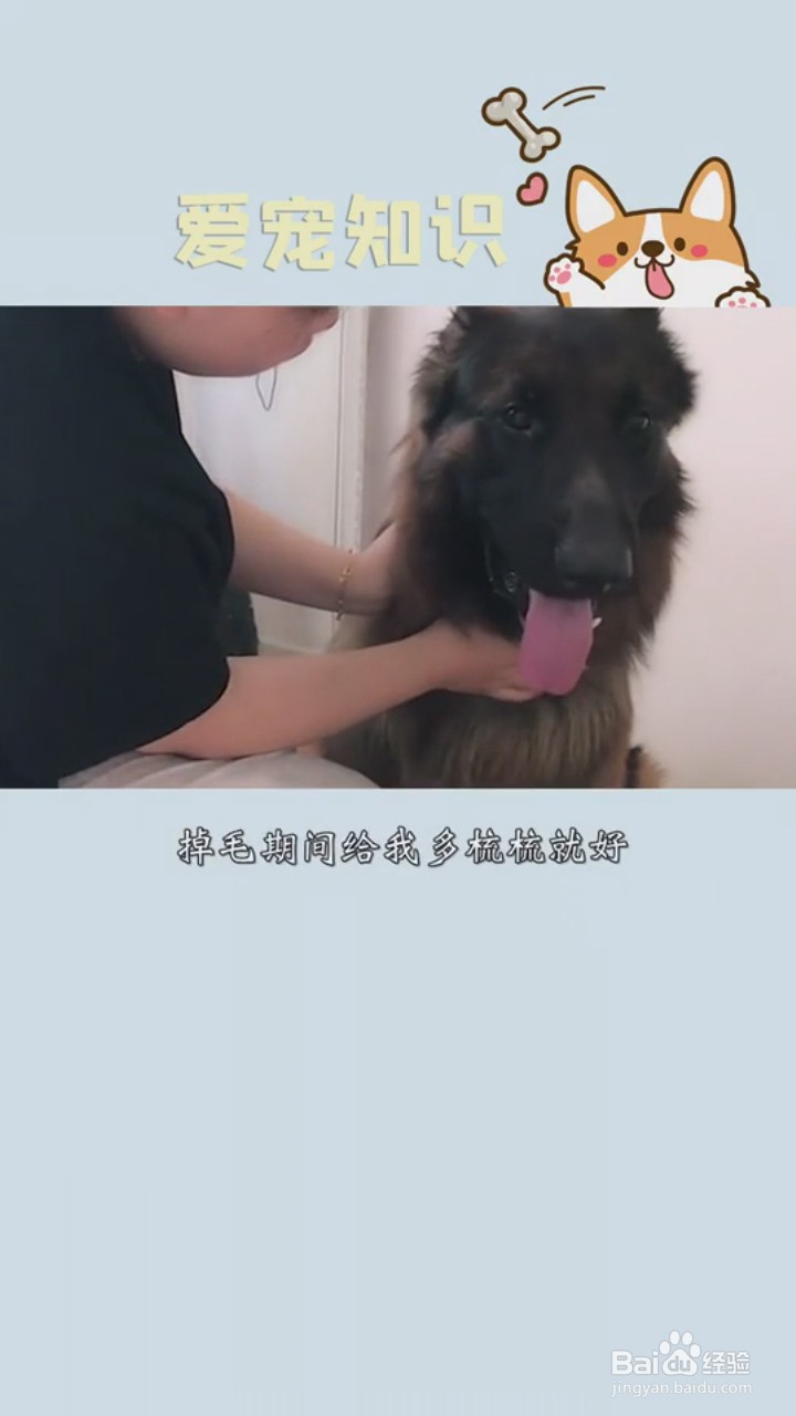 如何正确的养德牧