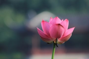 怎样养好盆栽荷花?