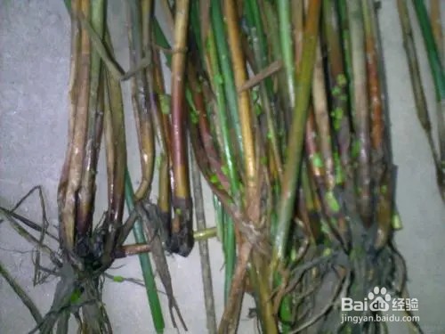 马蹄病虫害图片及防治方法