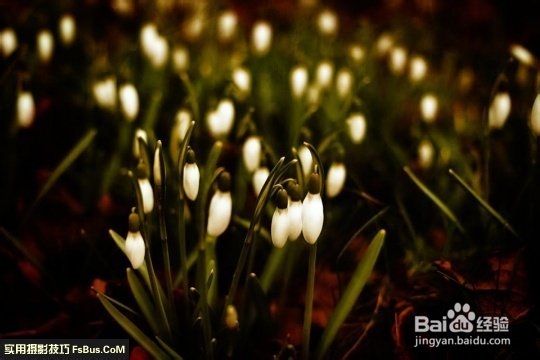 数码相机—花卉拍摄技巧