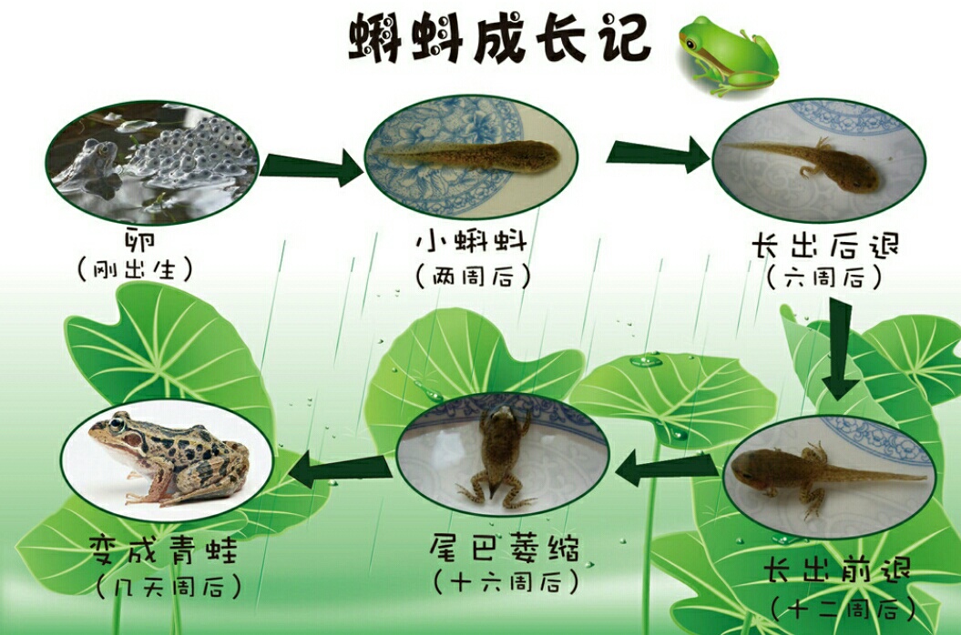 青蛙的生长过程