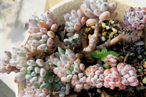 多肉度夏必死名单