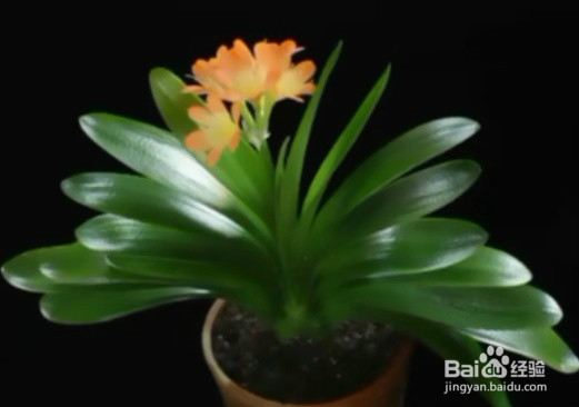 室内放什么绿植好呢