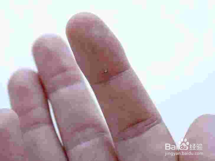 新手如何养蜜蜂 养蜜蜂技巧