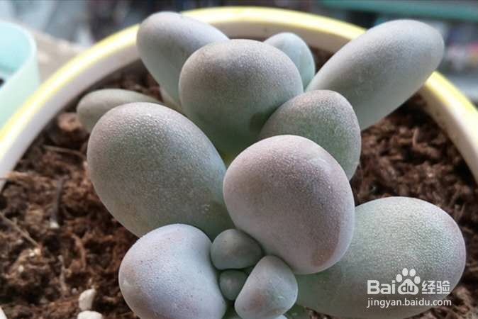 多肉换盆注意事项