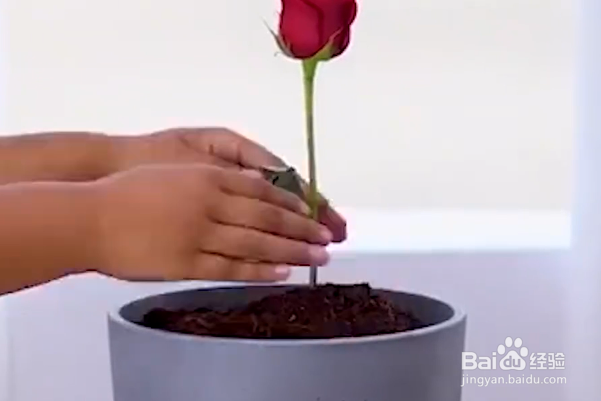 如何在家种植玫瑰花