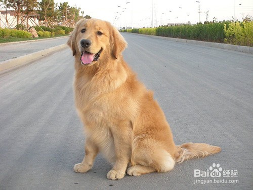 养金毛狗禁忌
