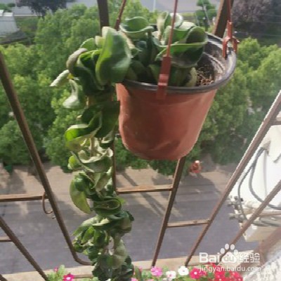 教你养卷叶球兰