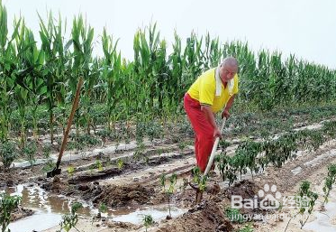 磷酸二氢钾的使用方法