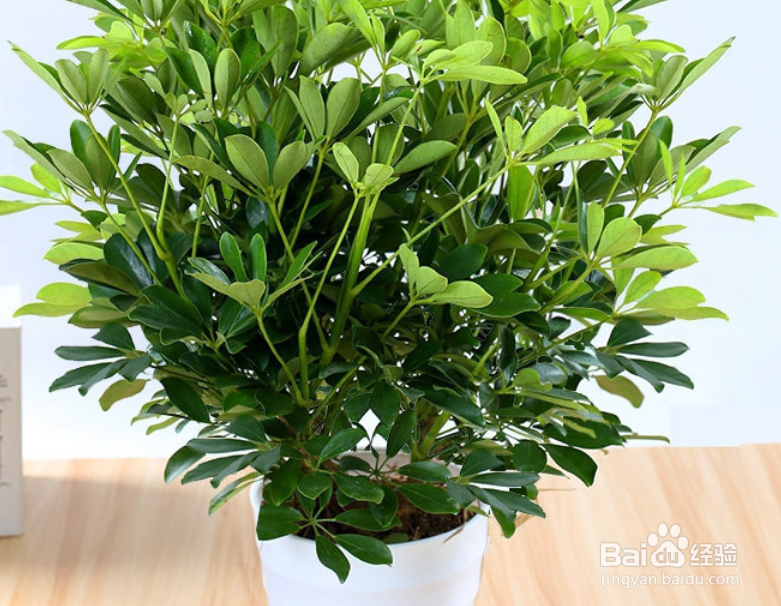 八方来财树怎么扦插