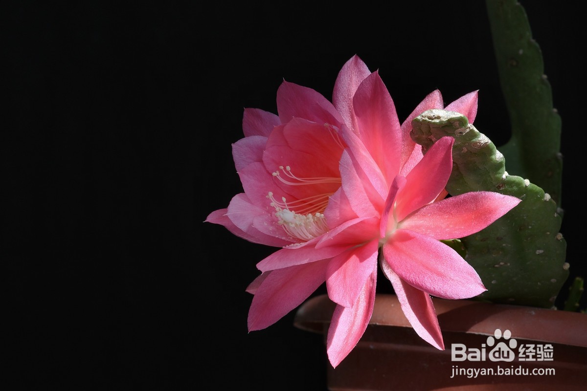 令箭荷花夏天怎么养