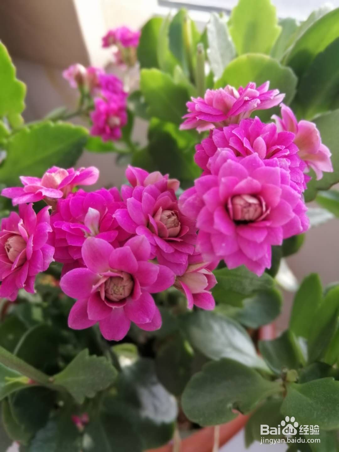 长寿花叶子发红怎么办