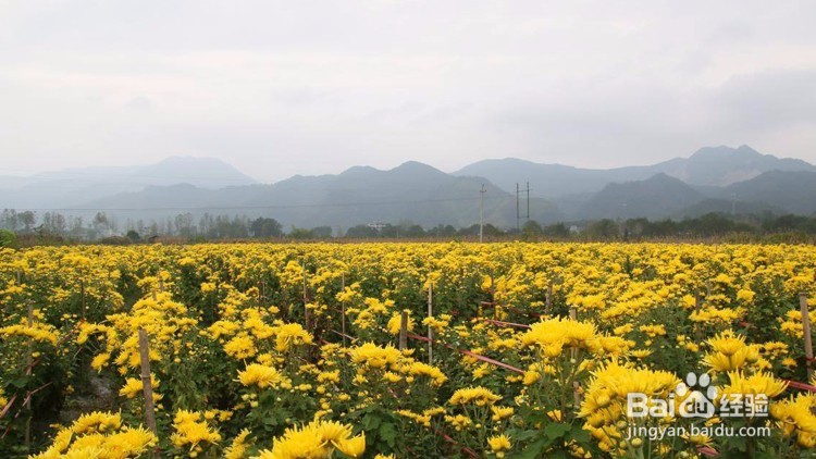 金丝皇菊的作用