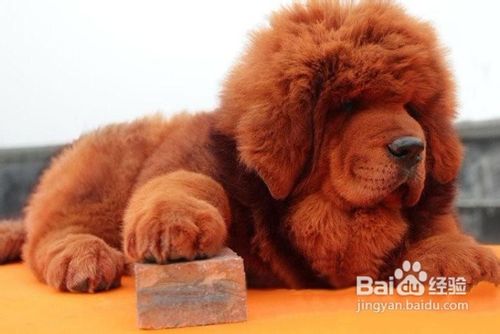 夏季应该怎样给藏獒防暑消热