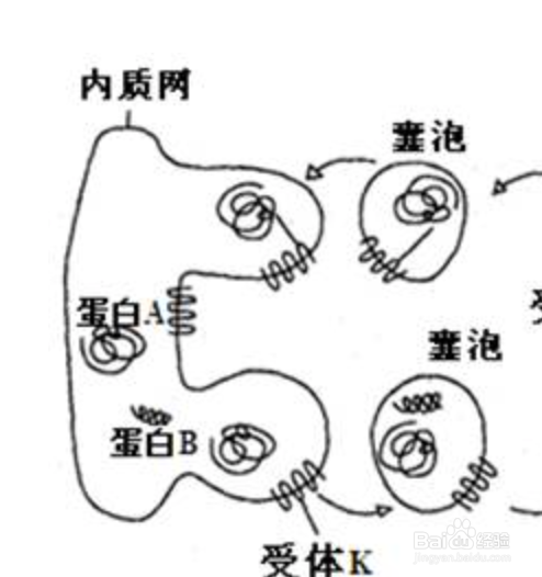 内质网简笔画图片