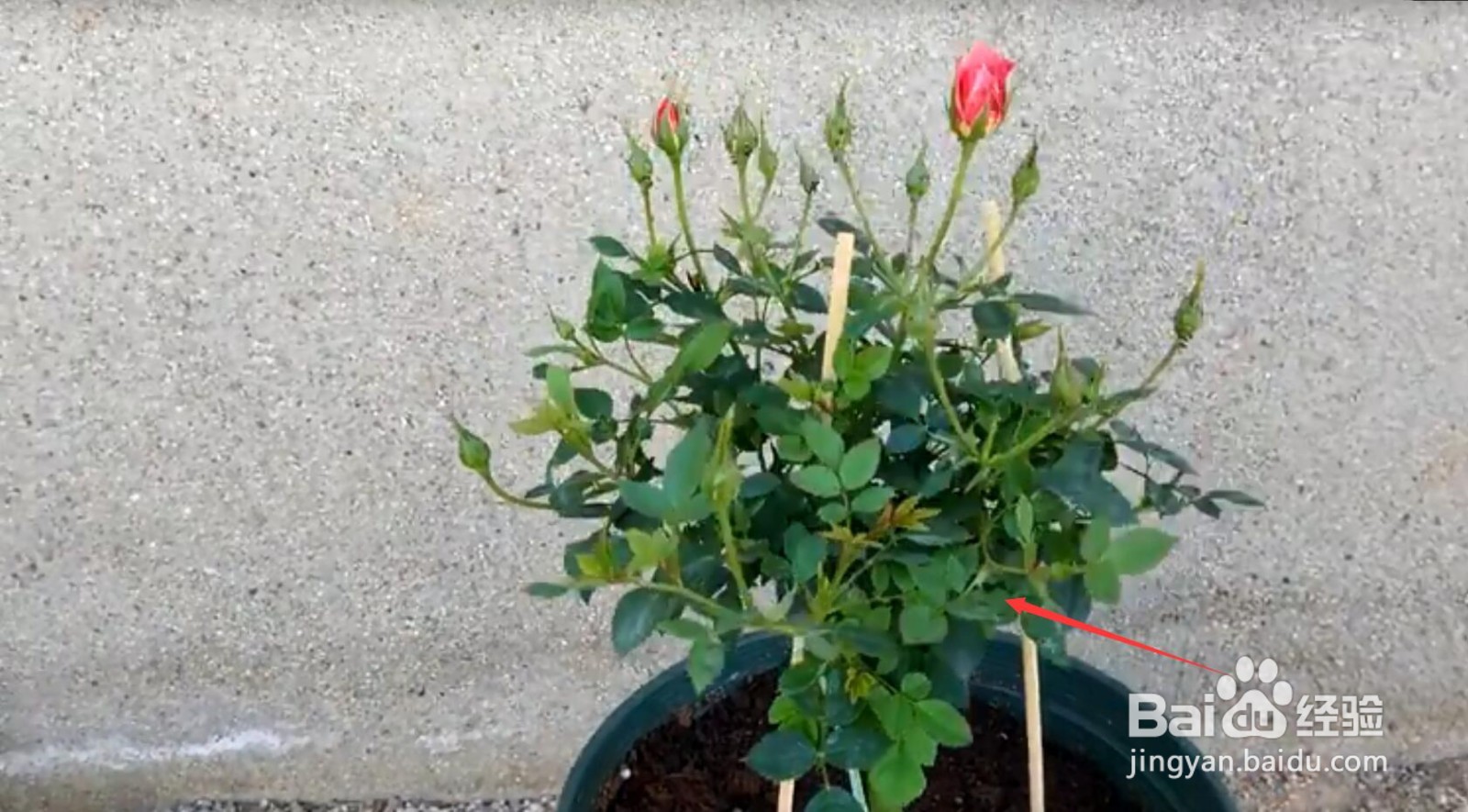 怎样让盆栽月季又肥又壮