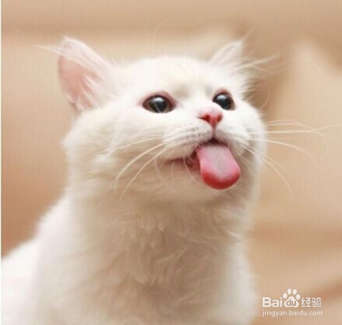 猫热了怎么降温